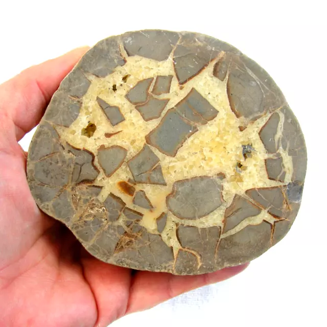Septarian Nodule Geode Half Calcite Aragonite Large Specimen 11cm Semi Polished