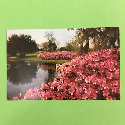 Azaleas in Bloom Sylvan Abbey Safety Harbor Florida Unposted Postcard