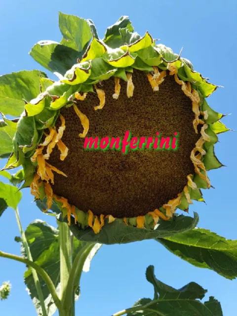 Sonnenblumen XXL Italiens Riesen 15+ Samen. Für jeden Garten toll anzuschauen!