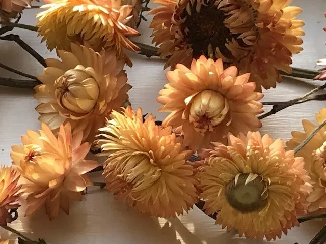 Dried Strawflowers Peach 32 stems (Wedding, birthdays, house decor)