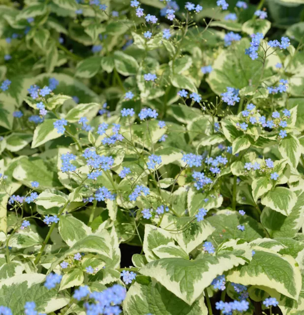 1 x Brunnera macrophylla 'Variegata‘ (Kaukasus Vergissmeinnicht) 