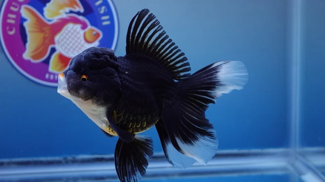 Live Fancy Goldfish Black Rosetail Oranda Male