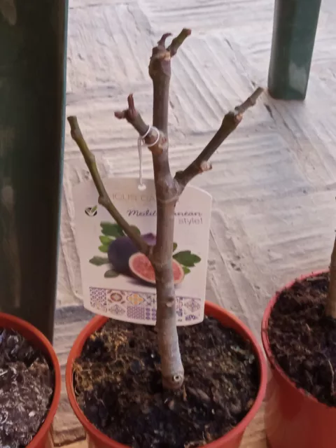 Ficus carica Higuera de Breva NEGRA 45 cm planta joven con raiz bonsai especial