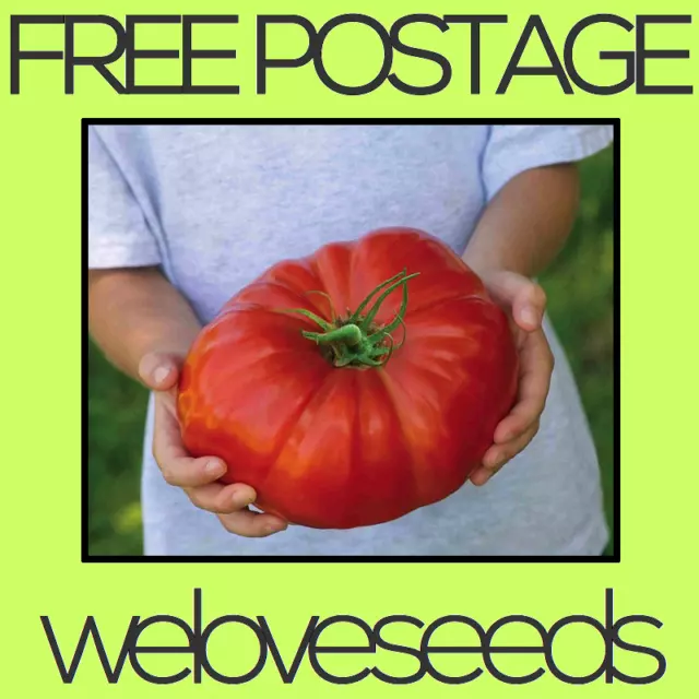 LOCAL AUSSIE STOCK - Heirloom Giant Tomato, Vegetable Fruit Seeds ~20x FREE SHIP