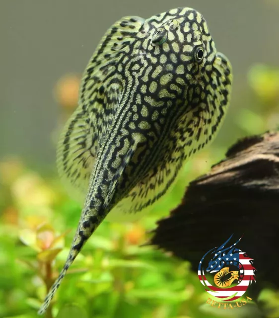 PACK OF 3 -  Striped Butterfly Reticulated Tiger Hillstream Loach Algae Eater