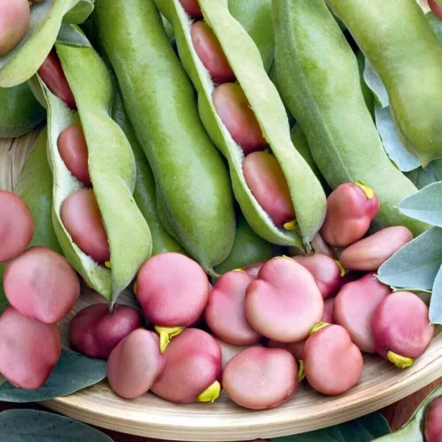 Karmazyn Broad Bean - Vicia faba - Puffgohne - 5+ seeds - Samen - H 143