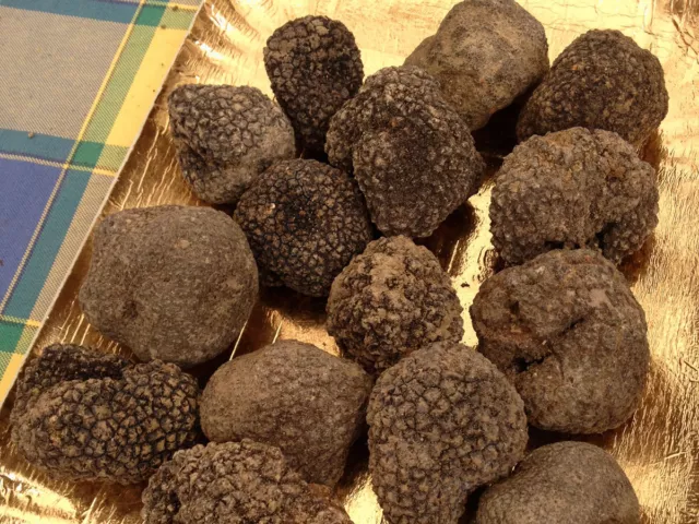 Precious Italian fresh black truffles. Black truffle 190g. 6,7 oz. Mushrooms.