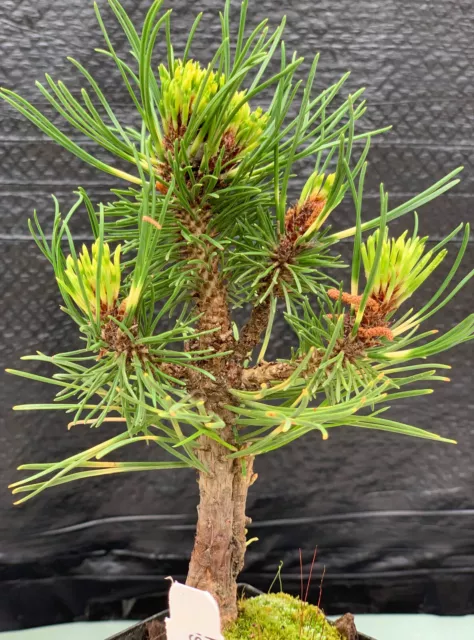 Pinus mugo 'Sunshine' (Sunshine Mugo Pine)