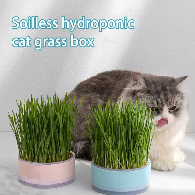 Organic Cat Oat Wheat Barley Rye Grass Snack Mint Planting Hydroponic Pot Bowl