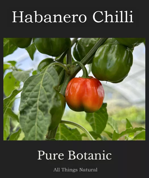 Capsicum chinense 'Habanero'  Seeds ** VERY HOT CHILLI** 100,000-350,000 SHU