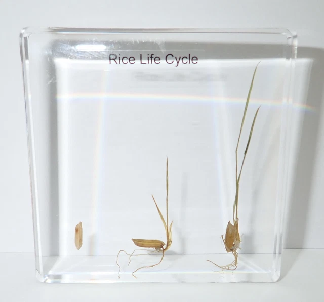 RICE ORYZA SATIVA Germination 3 Stage Life Cycle Simplified Set ...