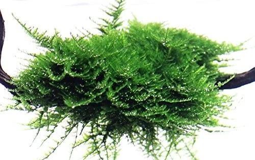 1.2 Grow Invitro Wasserpflanzen Versicularia dubyana "Christmas" Moos
