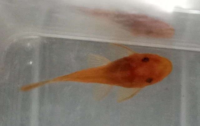 3 SUPER RED Ancistrus Bristlenose Pleco Bushynose Plecostomus Fish Algae Eater