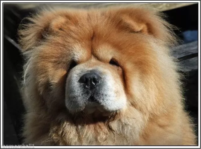 98952 4 Set Chow Chow Dog Puppy Notecards Envelopes 2 Wall Print Poster UK