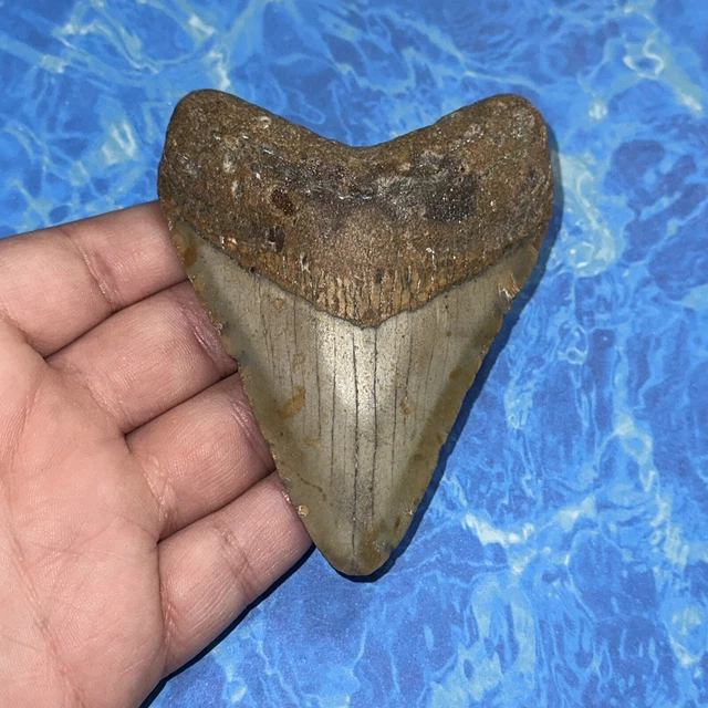 Megalodon Shark Tooth 3.82” Huge Teeth Big Meg Scuba Diver Direct Fossil Nc 8108