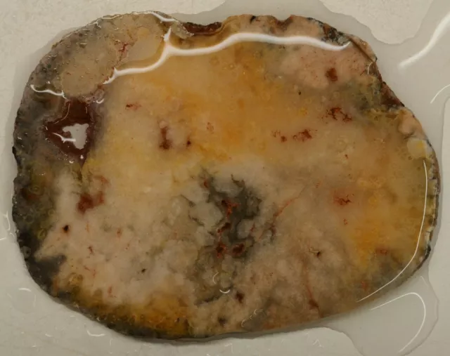 WRG- Rare Silicified Brain Coral Fossil Slab 58 grams Lapidary Agate Jasper