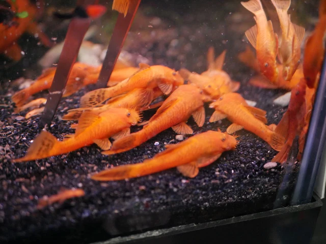 SUPER RED Bristlenose Pleco - 1.5" pack of 8 7