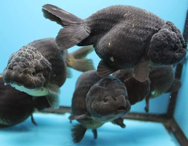 1 Live Juvenile Black Ranchu Fancy Goldfish Premium Freshwater Tropical Fish A++