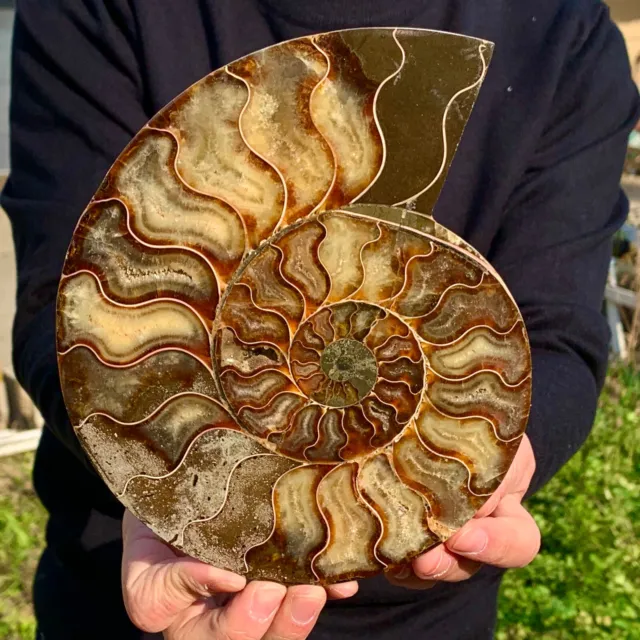 1.91LB Rare! Natural Tentacle Ammonite FossilSpecimen Shell Healing Madagascar