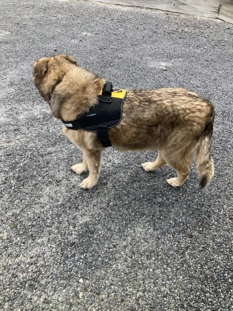 Hundegeschirr Powerharness JULIUS K9 für große Hunde, Gr. 4, schwarz-gelb-rot 3