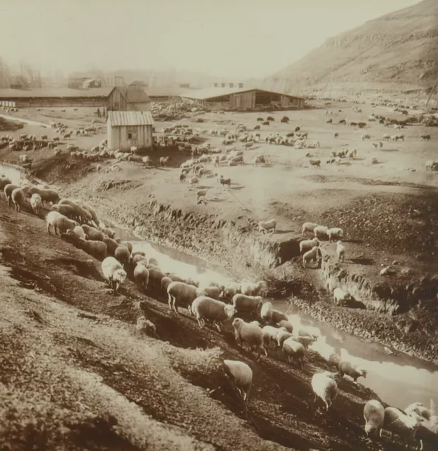 Square Top Keystone Stereoview of a Sheep Ranch & Sheep in Idaho K600 #1107 Mint