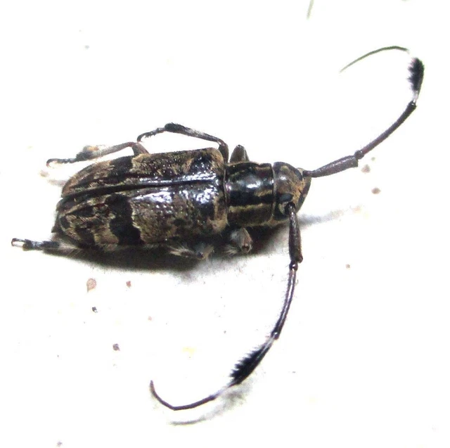 N014 PA : Cerambycidae: Cacia species? female 9mm*****************************