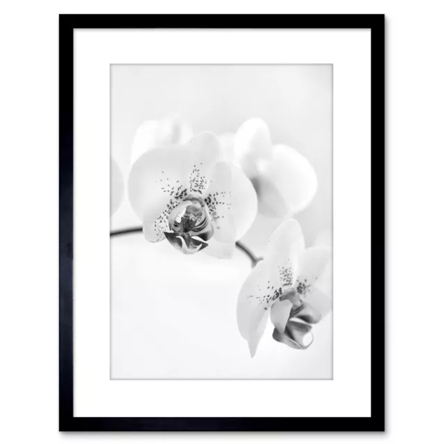 Photo Nature Plant Orchid Flower Black White Framed Print 9x7 Inch