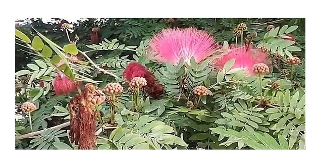 Graines Albizia Julibrissin SAFLAX - 50 Graines + Substrat Coco | Arbre à Soie, Croissance Rapide