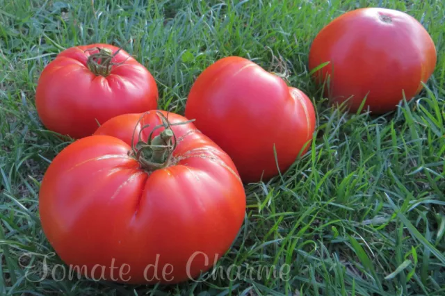 10 graines de tomate rare Sprint Timer géante heirloom tomato seeds m.bio