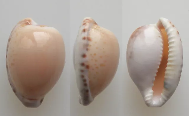 Conchiglia - shell  :  cypraea algoensis