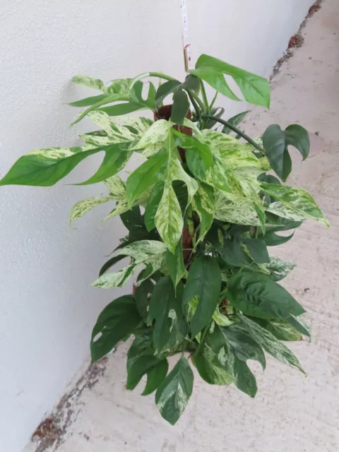 Epipremnum Pinnatum Marble Variegata 77