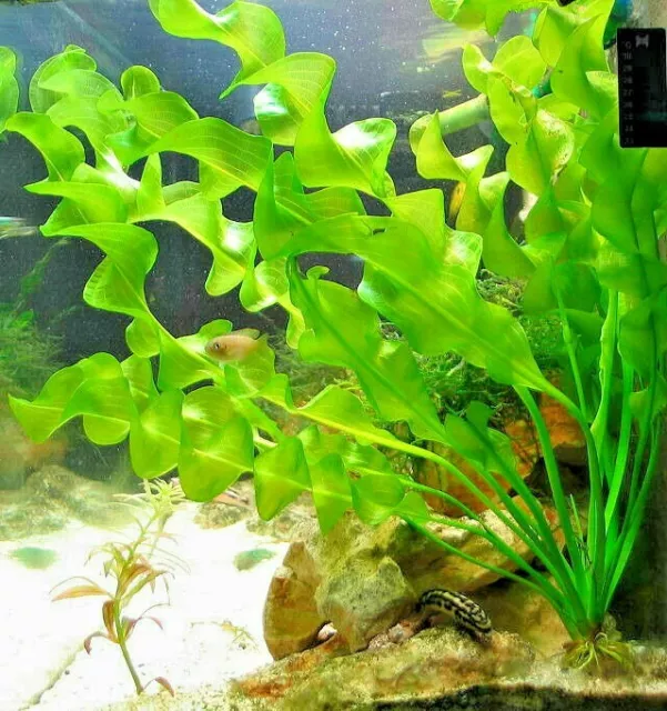 Aponogeton Ulvaceus LIVE Tropical Aquarium Plant Rare Bulb