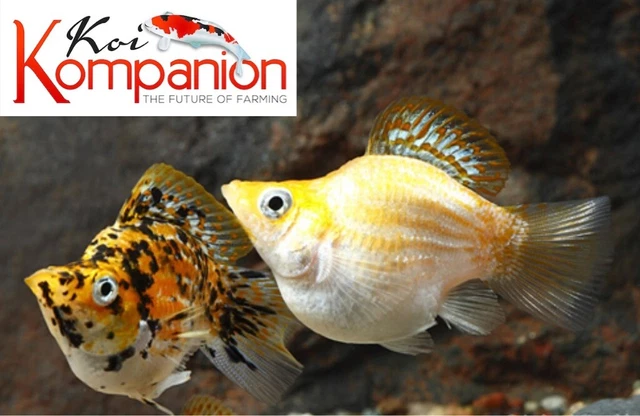 3/5/10X Assorted Balloon Sailfin Mollies Freshwater Fish Koi Kompanion