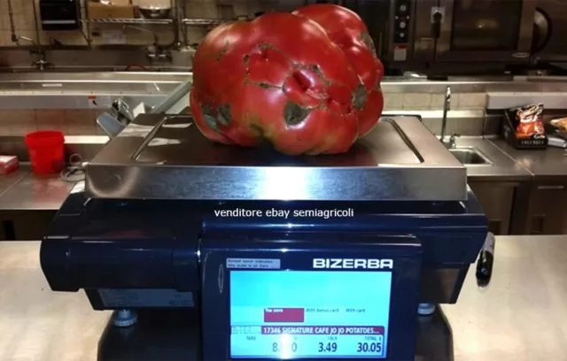 POMODORO GIGANTE DA OLTRE 3kg, 50 semi + OMAGGIO