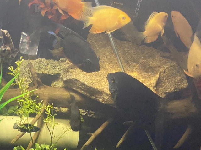 gold rotkeil severum 5inch