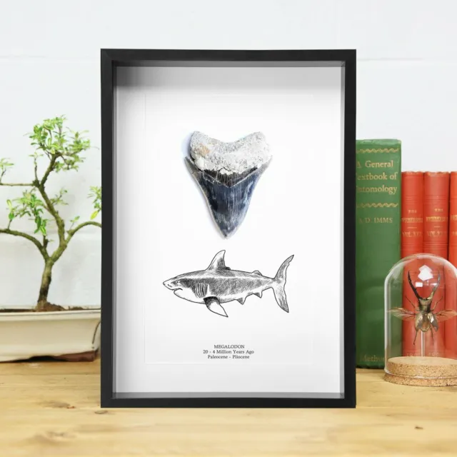 Real Megalodon Shark Tooth Illustration - Fossil  Dinosaur Jurassic Archaeology