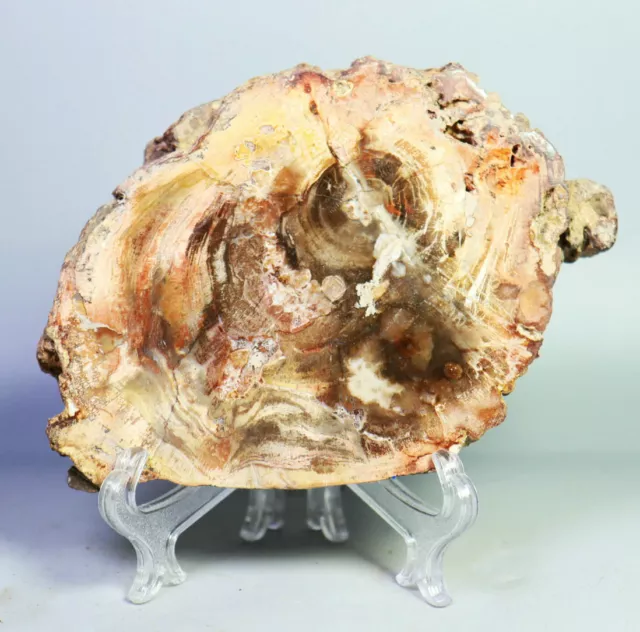 0.71lb Natural POLISHED PETRIFIED Wood Agate Crystal Fossils Madagascar / Stand