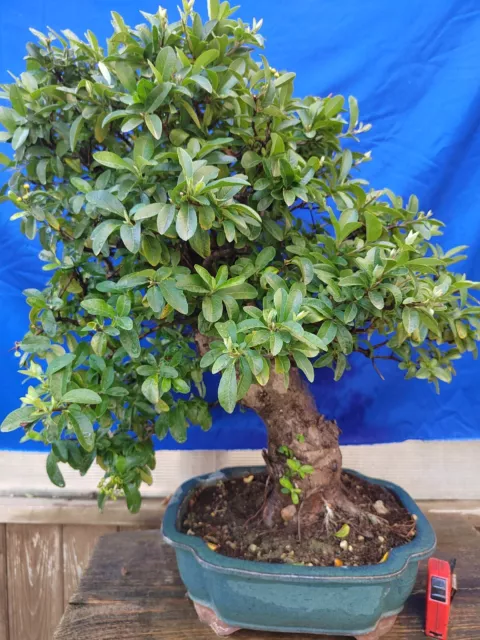 Bonsai Pyracantha H 71 CM Visite Le Magasin