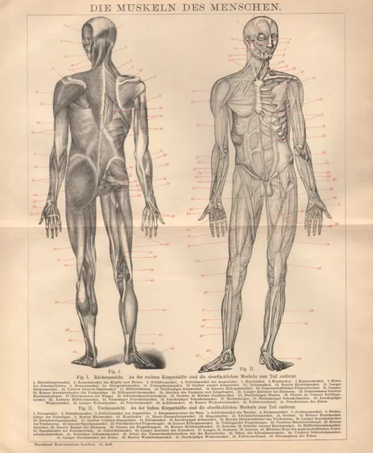 Muskeln des Menschen  Muskulatur Anatomie    Lithographie von 1895