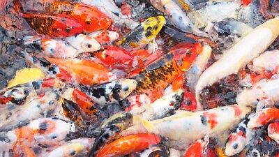 KOI FISH Live Fish Assorted Butterfly Fin