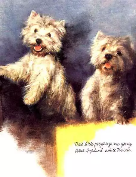 West Highland Terrier - CUSTOM MATTED - Vintage Dog Art Print - Poortvliet