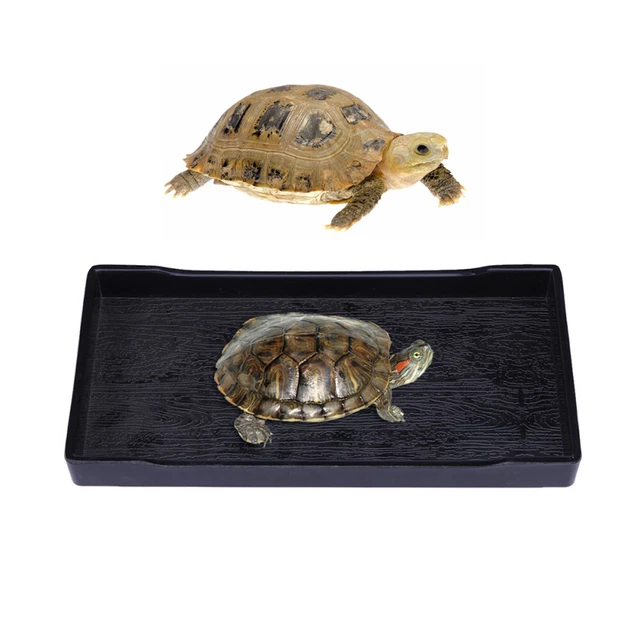 TORTOISE WATER DISH Large Shallow Bowl Reptile Bowl Glass Containers
