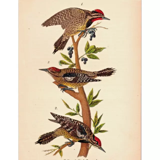 Yellow-Bellied Sapsucker - Original 1890 Chromolithograph Bird Print - Plate #77