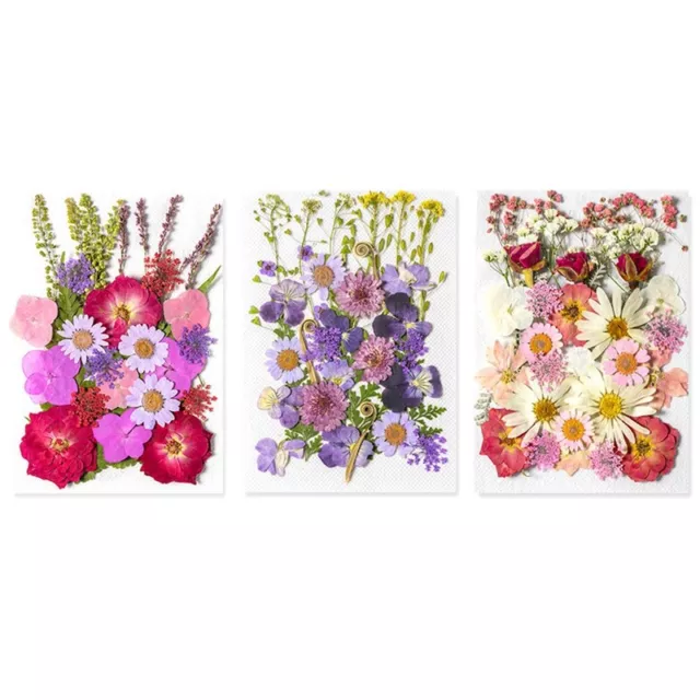 3er Pack Trockenblumen zum Basteln Echte Trockenblumen Blätter Set Trockenb9508