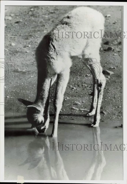1978 Press Photo Vicuna Drinks at Waterhole, Peru - lra45959