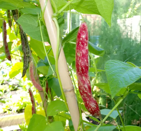 Vegetable - Climbing borlotto bean lingua di fuoco 2- 8 Seeds - 1st Class