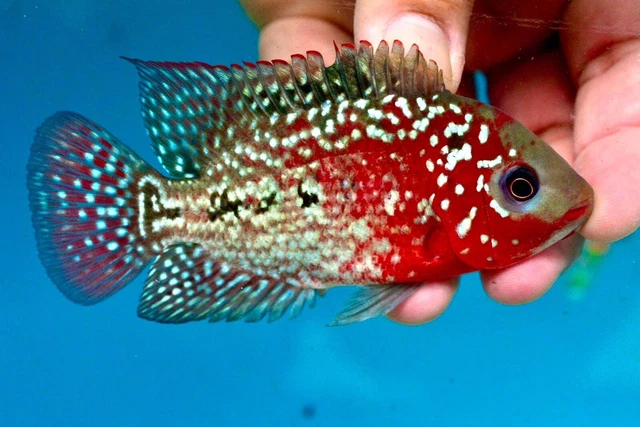 Kamfa Female F1 fully red (super vip)  GRADE A eggs layer proven 3.5”