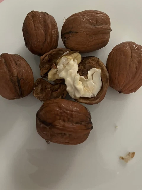NOCI SORRENTO FRESCHE 5 kg. Produzione 2023 biologiche