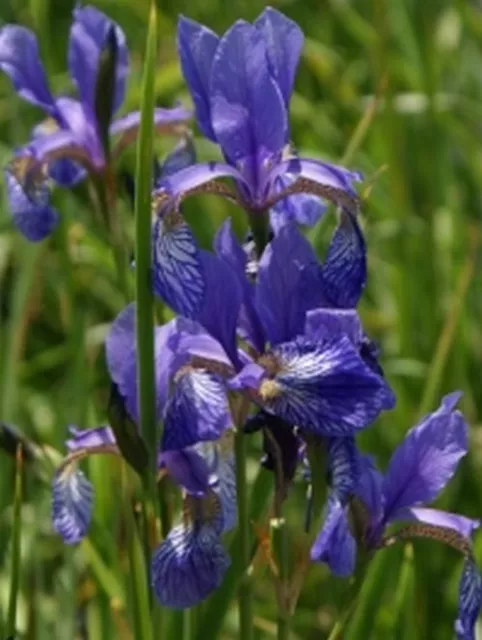 Iris sibirica, Wiesen-Iris blau  Teichpflanzen Teichpflanze Sumpfpflanze