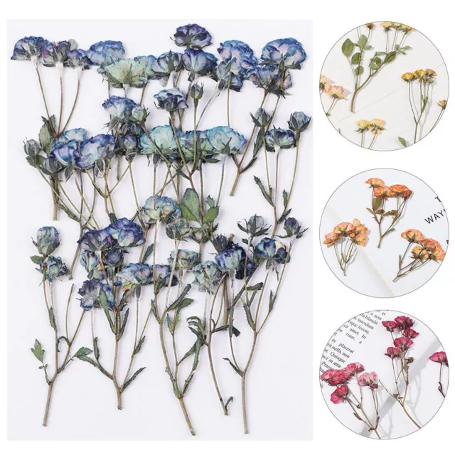 Multi-purpose Crafts Embossed Plant Real Dried Flowers Manual Pressed Flowers